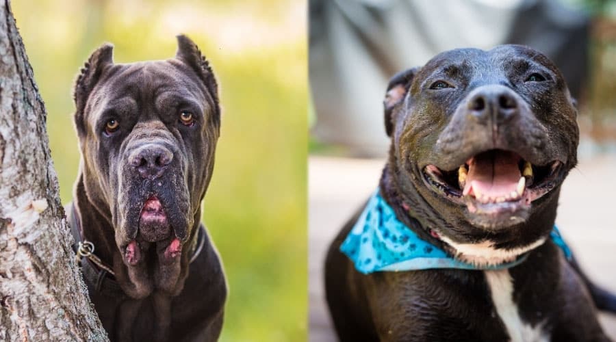 Senior Black Dogs