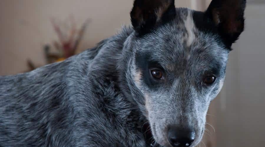 Senior Blue Heeler dog