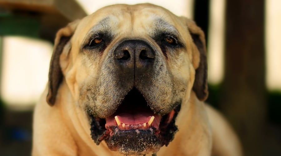 Senior Boerboel Dog