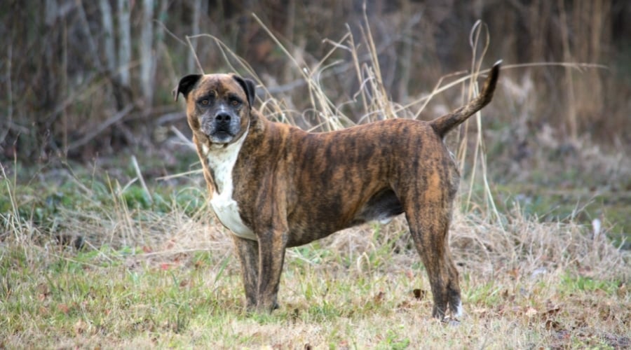 Senior Brindle Dog Standing Outdoors
