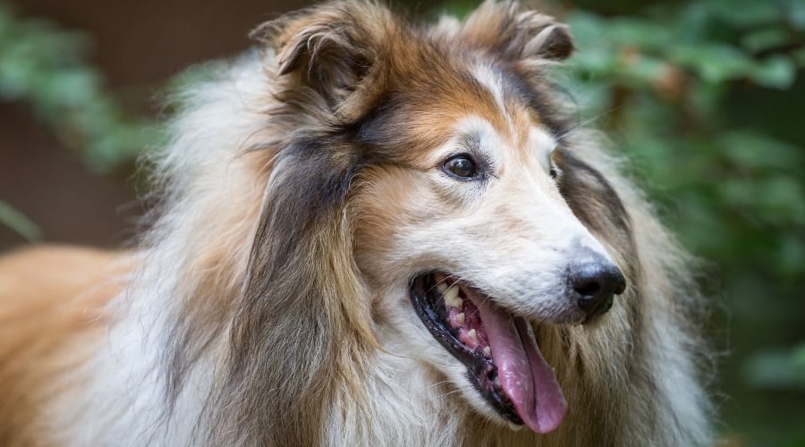Senior Brown and White Dog Panting