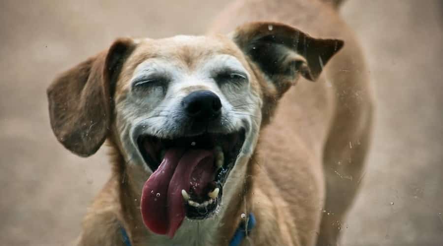 Senior dog smiling.