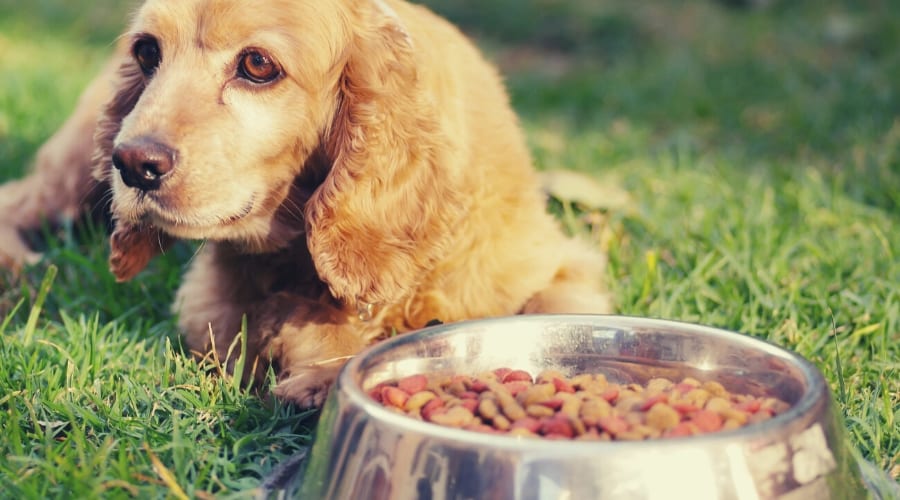 Senior Cocker Spaniel Eating