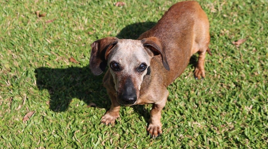 Senior Dachshund with Gray Hair