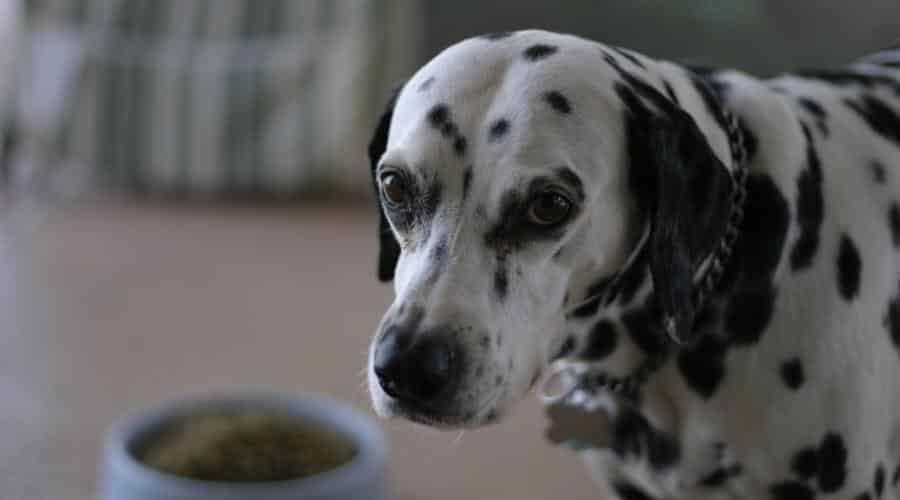 Senior Dalmatian taking a break from meal