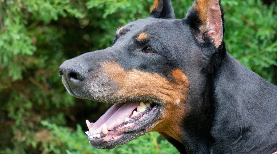 Senior Doberman Eating