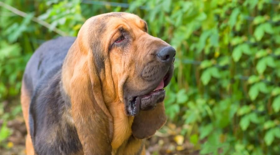 Senior Dog Outdoors Walking Around