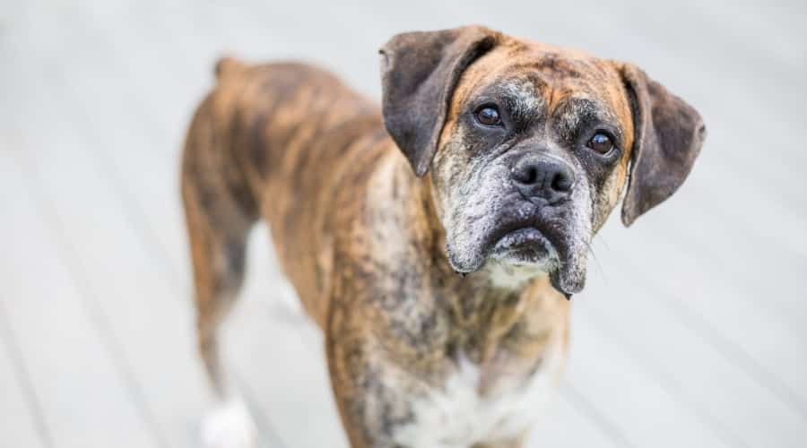 Senior Dog Outside
