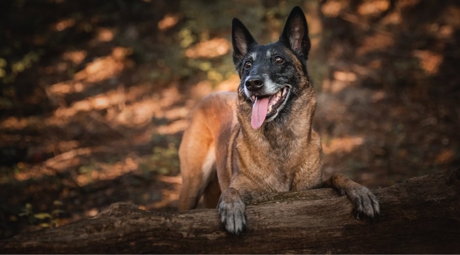 Senior Belgian Malinois Dog Sitting on Log