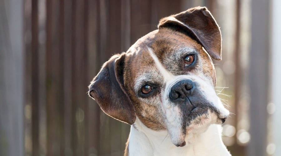 Senior Dog With Graying Face Tilting Its Head
