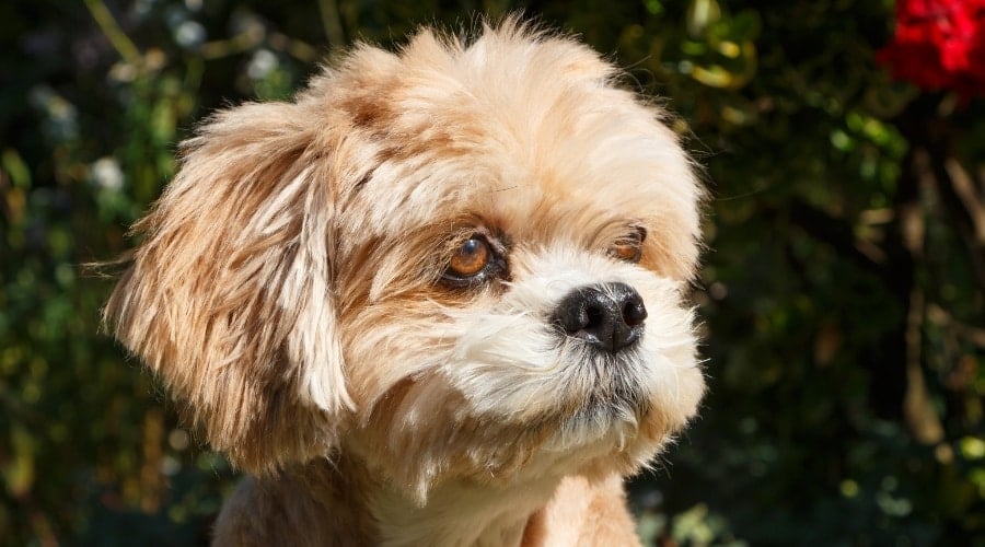 Senior Dog in the Sunlight