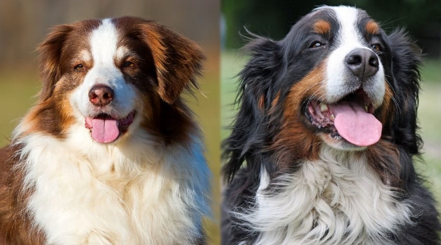 Senior Dogs Looking Happy