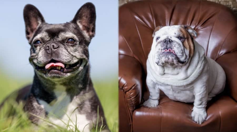 Senior Dogs Looking Right