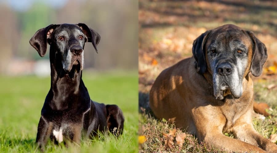 Senior Dogs Lounging Outdoors