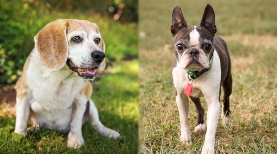 Senior Dogs On Grass