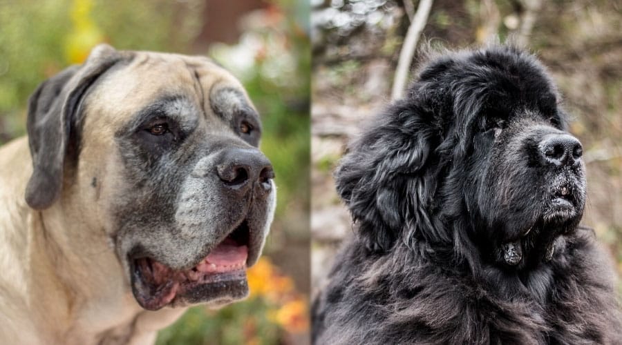 Senior Dogs Outside