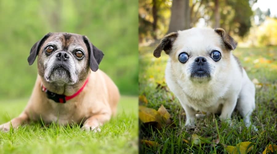 Senior Dogs Sitting in the Grass