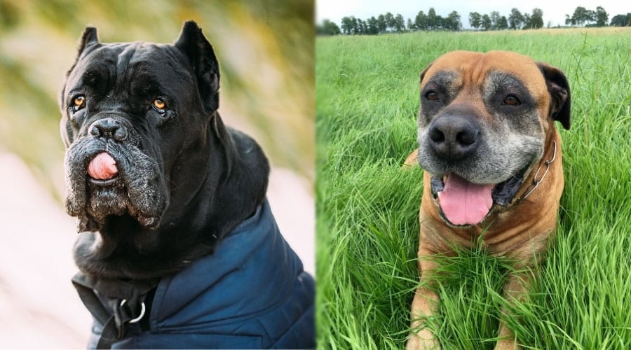 Senior Dogs Smiling
