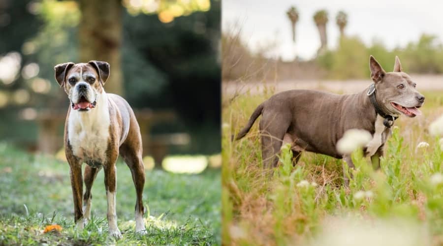 Senior Dogs Standing in Grass
