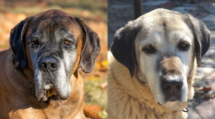 Senior Dogs With Gray Faces Laying Outside