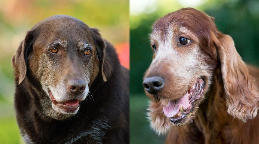 Senior Dogs With Graying Faces