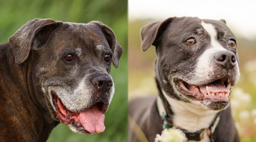 Senior Dogs With Graying Faces