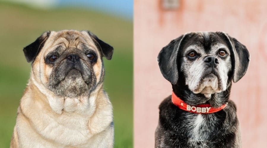Senior Dogs in Good Health