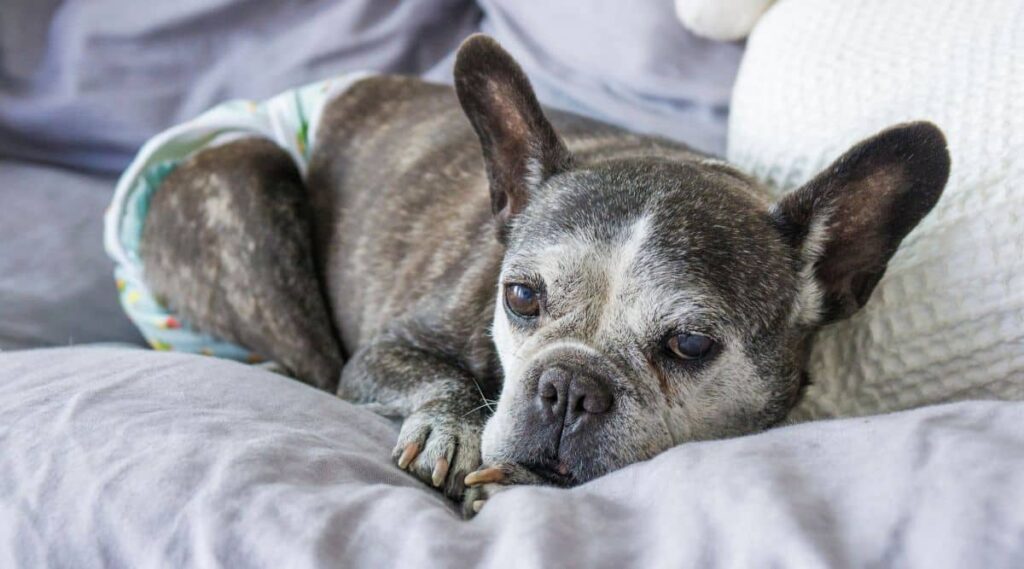 Senior French Bulldog wearing diaper laying on the sofa.