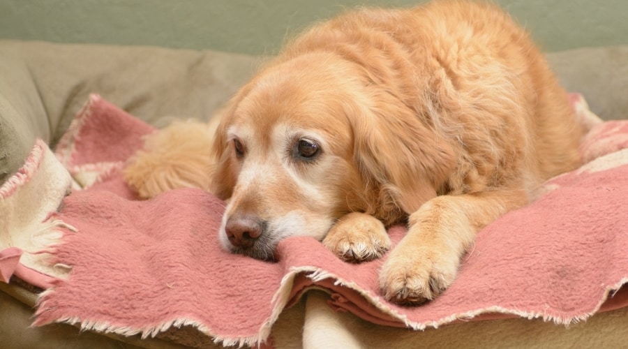 Senior Gold Retriever Laying on a Pink Blanket