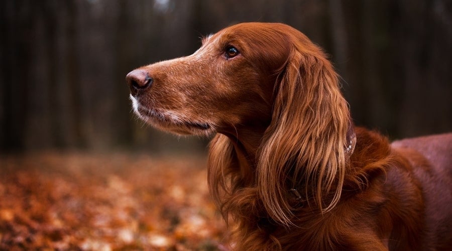 Senior Irish Setter Dog