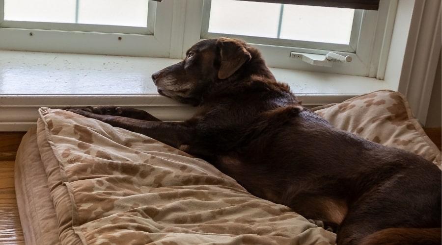 Senior Lab Laying on Bed