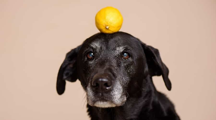 Senior Lab With Yellow Citrus Fruit on Its Head