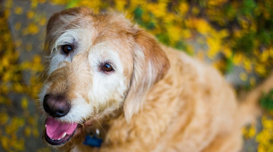 Senior Labradoodle