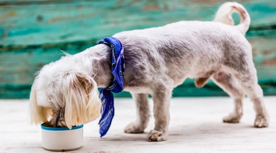 Senior Maltese Dog Eating