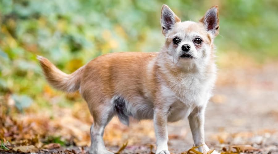 Senior Mixed Dog Standing Outdoors