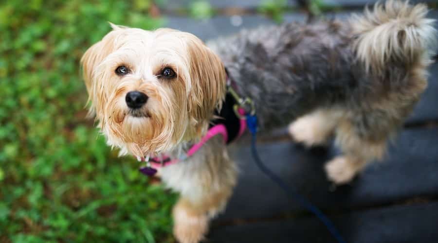 Senior Morkie