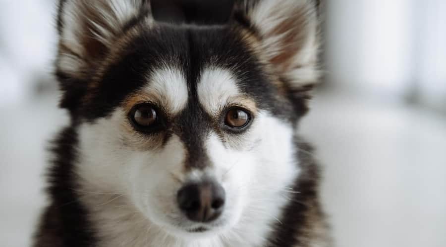 Senior Pomsky