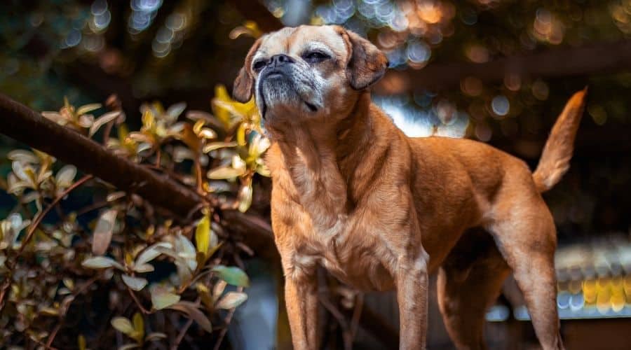 Senior pugalier standing in front of a tree
