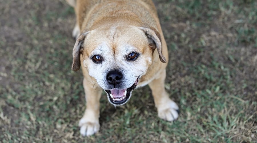 Senior dog looking up at camera.