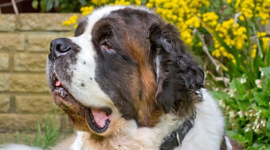 Senior Saint Bernard Dog Outdoors