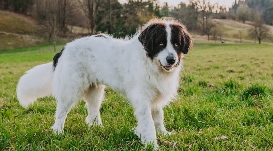 Senior Saint Bernard Newfoundland Mix