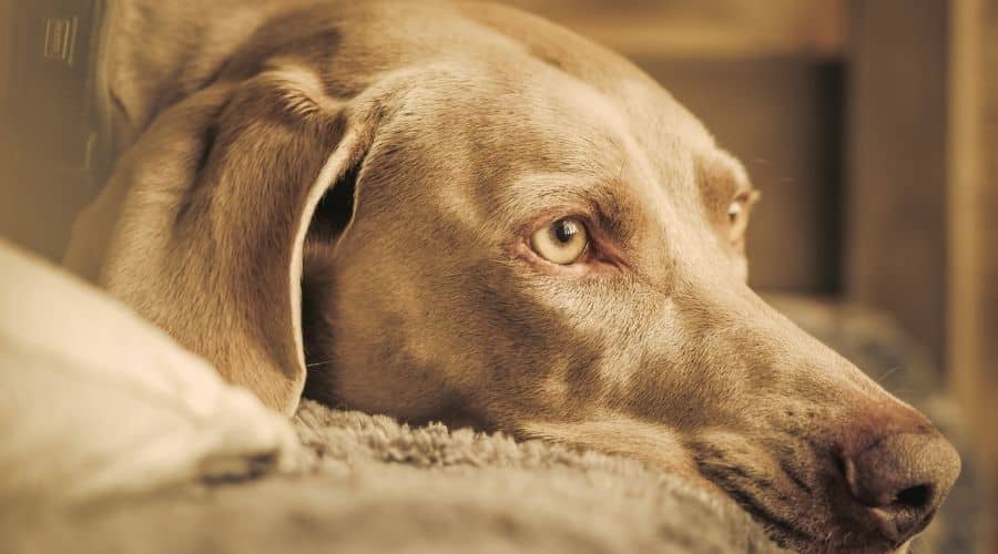 Senior dog dreaming.