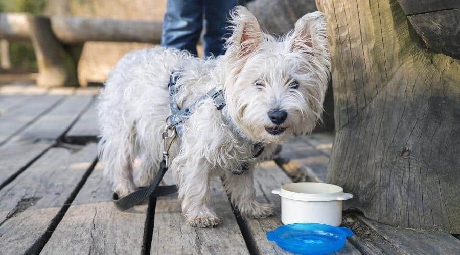 Senior Westie eating