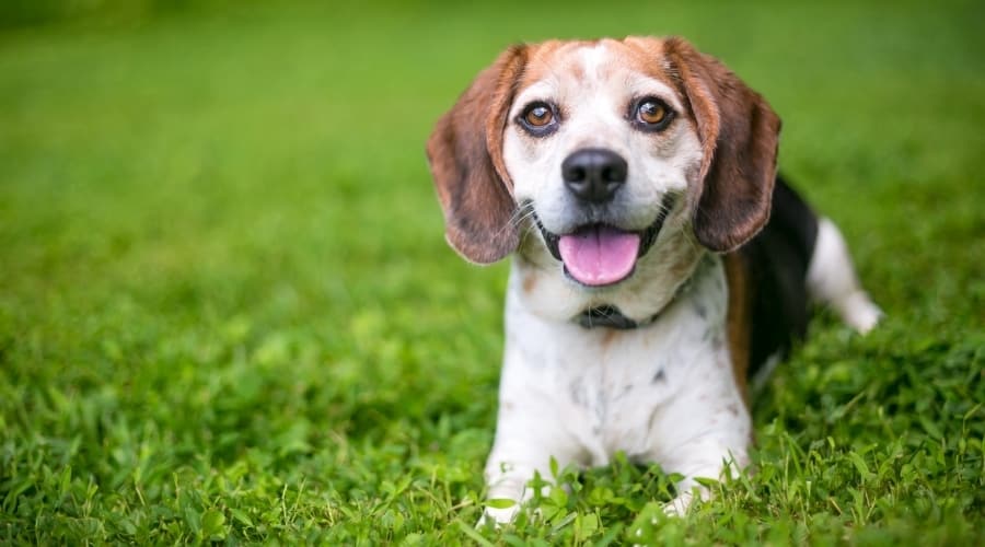 Senior White Black and Tan Dog Lounging Outside