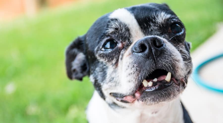 Senior boston terrier begging for food