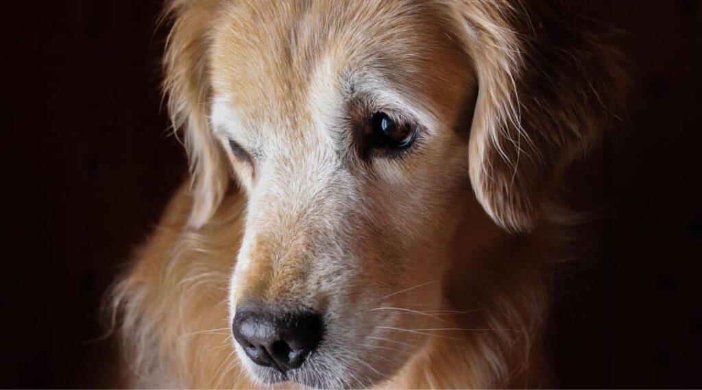 Senior golden retriever portrait on black background