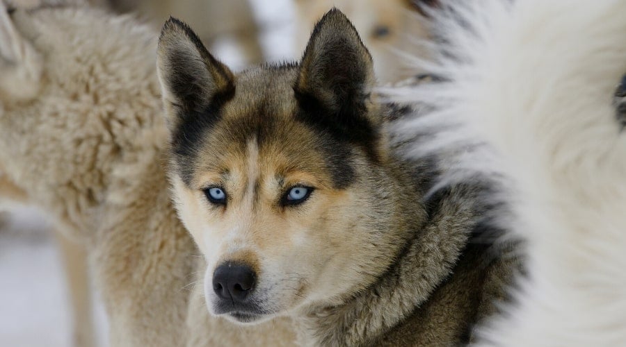 Seppala Siberian Sleddog in a pack outside.