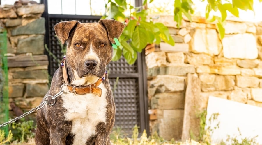 Serious Brindle Dog Sitting in a Garden
