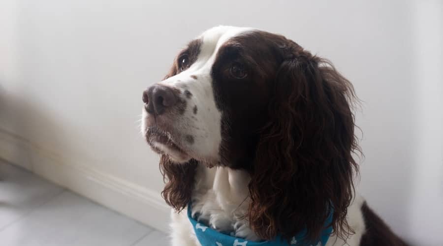Serious Dog Waiting
