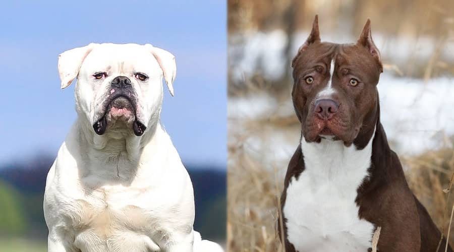 Serious Dogs Looking at Camera
